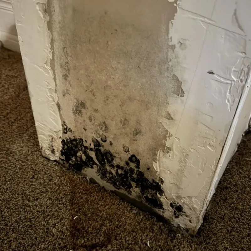 Professional Mold Removal in Terre Haute, IN